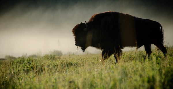 Buffalo_in_the_mist___Flickr_-_Photo_Sharing_