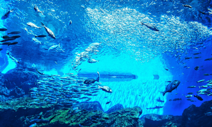 サプライズ大好きな彼氏に！誕生日デートで行きたい「水族館」